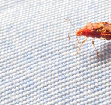 Chinches de Cama